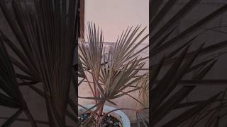 Silver Bismarck Palm🌴 youtubeshorts youtube ytshorts silver bismarck palm coccothrinax plant [upl. by Deborath]