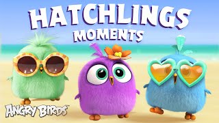 Angry Birds  Adorable Hatchlings Moments [upl. by Sillek]