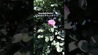 レオナルドダヴィンチ leonardodavinci 2番花 2024 07 26 レオナルドダヴィンチleonardodavinci バラ rose roses garden [upl. by Susi]