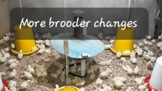 Brooder management for 04112024 changes [upl. by Dan306]