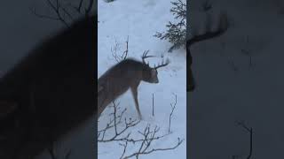 Gruesome arrow impact G5 MEGAMEAT bowhunting fyp deerhunting whitetaildeer [upl. by Joshua]