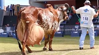 World highest milking Gir cow  Red sindi cow ⭐️ Full detailed video [upl. by Bendick]