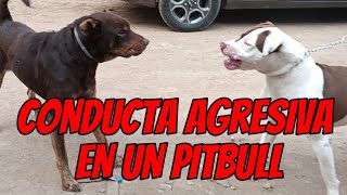 PITBULL MUY AGRESIVO ES ACOSADO POR PERROS DE LA CALLE CONTROL DE AGRESIVIDAD [upl. by Manolo920]