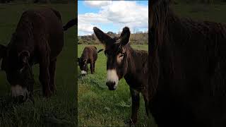 burros donkeys [upl. by Assiluy]