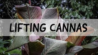 Lifting and storing Cannas [upl. by Akenet]