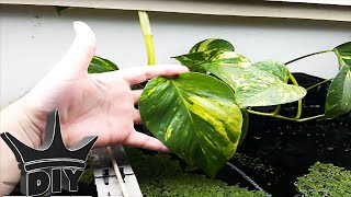 HOW TO CHEAP and EASY aquarium NITRATE removal  Aquaponics TUTORIAL [upl. by Nora]