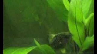 Corydoras C89 Spawning [upl. by Iggem606]