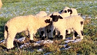 Cute Valais Blacknose Lambs enjoy the sunny winter day [upl. by Sreip138]