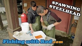 Spawning Steelhead  Fishing with Rod [upl. by Reo]