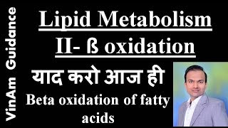 Lipid metabolism II  Beta oxidation of fatty acids [upl. by Bilow]