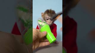 Bon Bon Monkey enjoy with full ice Cream candy toy ASMR monkey animal [upl. by Jaehne479]