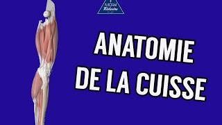 Anatomie 1  Cuisse  Ostéologie Myologie Vascularisation et Innervation [upl. by Eceirtal]