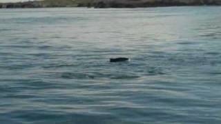 Harbour Porpoise watching in Roaringwater Bay SAC West Cork [upl. by Ehlke]