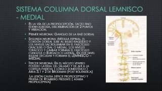 Sensibilidades somáticas Organización general las sensaciones táctil y posicional capitulo 47 Yo [upl. by Reve]