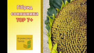 Соняшник Тор 7 🌻 опис гібриду 🌻  насіння в Україні [upl. by Hilaria]