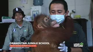 Orangutan Jungle School Program in First Media [upl. by Sajet]