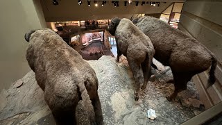 北美野牛追捕跳台聯合國世界遺址景點解說HeadSmashedIn buffalo jump UNESCO world heritage [upl. by Itsrik761]