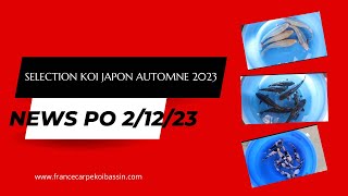 SÉLECTION JAPON KOI AUTOMNE 2023  asagi goshiki aragoke shiro [upl. by Erl]