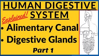 Human Digestive System  Digestion and Absorption  Human Physiology  Food Digestion  Biology NEET [upl. by Janean851]