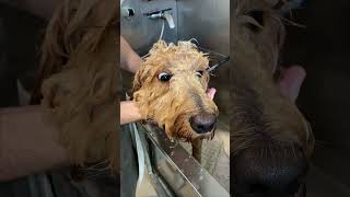 Goldendoodle needs a Grooming goldendoodle [upl. by Eanahs]