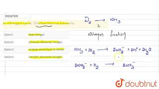 In nitrogen cycle Thiobacillus sp bacteria  CLASS 12  MINERAL NUTRITION  BIOLOGY  Doubtnut [upl. by Yessydo232]