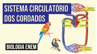 SISTEMA CIRCULATÓRIO DOS CORDADOS  Biologia para o Enem  Cláudia de Souza Aguiar [upl. by Drahsir]