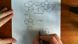 Western Blotting Part 6 [upl. by Bocoj]