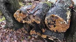 What is Spalted Wood  Turning with Spalted Wood [upl. by Wasson]