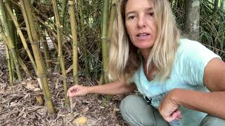 How to Kill Bamboo with Herbicide [upl. by Marin]