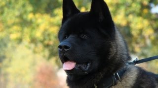 Akita Training Basics [upl. by Holmes156]