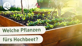 Hochbeet bepflanzen Die besten Pflanzen fürs Hochbeet Video [upl. by Ilarin319]