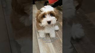 Easy Puppy Potty wipe dogpotty havanese havanesepuppy [upl. by Amuh]