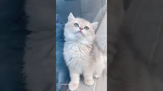 Meowgical Moments Capturing the Cutest Cat Shenanigans 48  Nala Cats [upl. by Potash630]