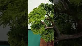 Hinoki Bonsai at Hamilton Bonsai show [upl. by Nybor]