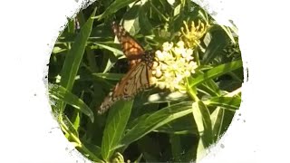 Butterfly Garden  Swamp milkweed [upl. by Leirea]