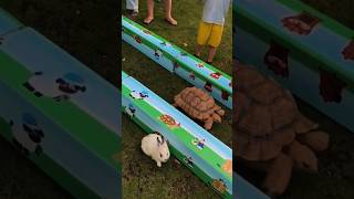 tortoise rabbit race facts [upl. by Anirroc]