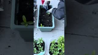 Orange seeds turn into healthy seedlings [upl. by Rizas]