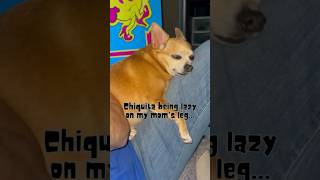 Chiquita being lazy chihuahua pets dailydose [upl. by Lered]