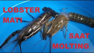 Lobster mati saat molting [upl. by Taber]