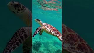 Costa Rica Sea Turtles  Sea Turtle Nesting Sea Turtles  viralshortsyoutubeshorts [upl. by Isolt247]