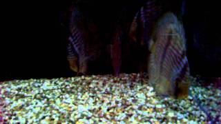 symphysodon discus heckel blu face abacaxi video 1 [upl. by Barret]