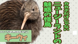 ひとくち動物図鑑51 キーウィ～ニュージーランド代表はカカポだけじゃない！～ VOICEROID解説 [upl. by Isadore]