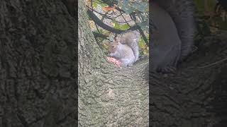 Squirrel and his stash of peanuts park squirrel [upl. by Bram]