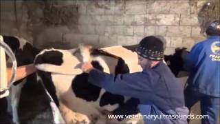 Bovine Pregnancy Diagnosed at 55 Days Using Portable Ultrasound [upl. by Thant160]