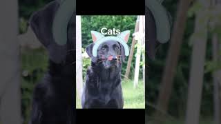 Animals deciding how many eyes they want memes labradoretriever dogs labrador funny cute [upl. by Fezoj608]