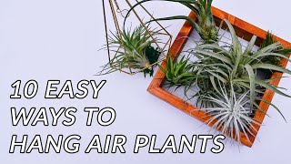 HANGING AIR PLANTS 10 EASY WAYS TO HANG TILLANDSIASJoyUsgarden [upl. by Elletnuahs]