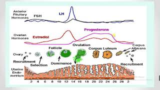 hormonal contraception amp induction of ovulation 1st lecture pharmacology medicine students [upl. by Ives949]