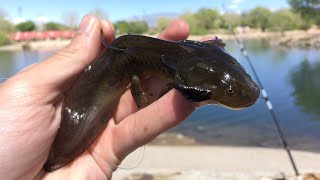 How to Fish Using Live Water Dog Salamanders [upl. by Georgeanna]