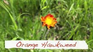 Orange Hawkweed  Orangerotes Habichtskraut  Hieracium Aurantiacum [upl. by Ennaharas]