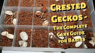 Crested Geckos The Complete Care Guide for Babies [upl. by Irrek]